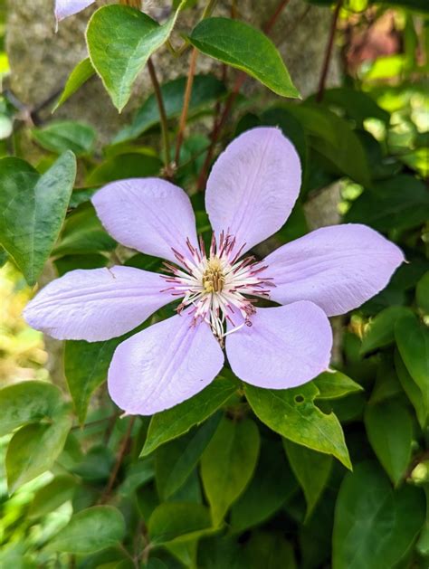 My Blooming Clematis Vines - The Martha Stewart Blog