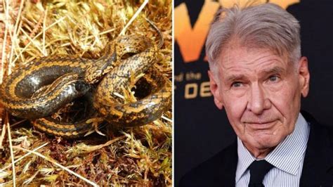 Cient Ficos Peruanos Bautizan A Una Serpiente Como Harrison Ford En