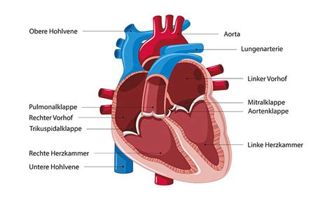 Vorhof Rechte Herzkammern