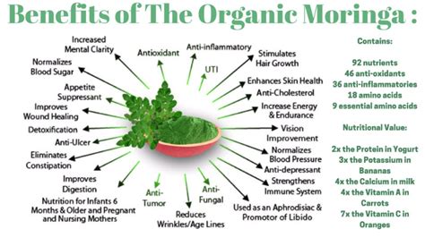 Moringa Health Benefits - Sadi kuwu