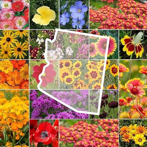 Eden Brothers Arizona Wildflower Mixed Seeds For Planting