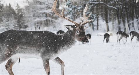 Reindeer Herds Imperiled By Climate Change - Joe.My.God.