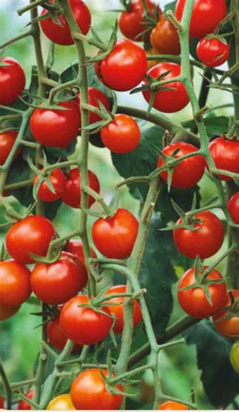 Super Sweet 100 Tomato Heirloom Seeds NJ USA Grower Heirloom Organic