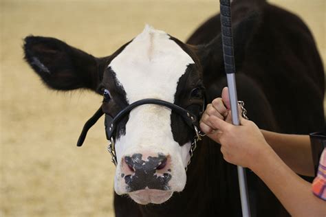 4 H Carcass Judging Awards Ceremony — Porter County Fair