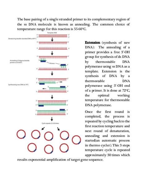 Amplification Of Gene Using Pcr