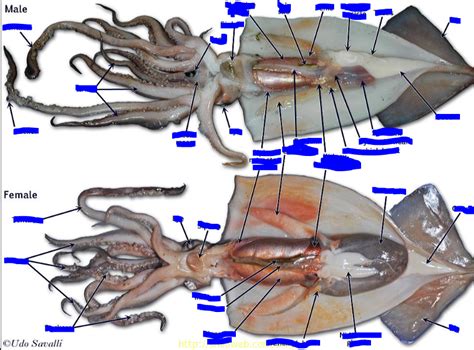 Squid Dissection Diagram | Quizlet