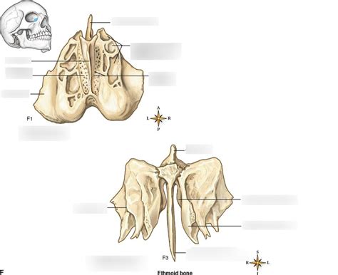 Ethmoid bone Diagram | Quizlet