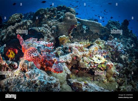 Large Corals Growing On Healthy Colorful Coral Reef Stock Photo Alamy