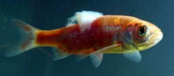 Common Goldfish Diseases