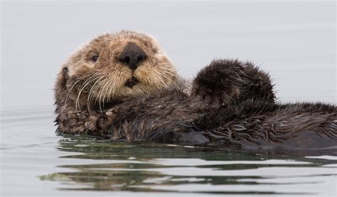 Sea otter facts, distribution & population | BioDB