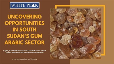 Uncovering Opportunities In South Sudans Gum Arabic Sector