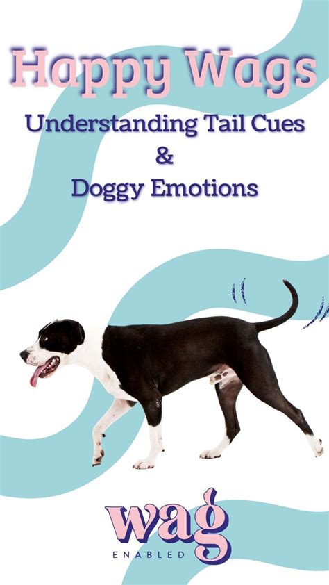 How dog s communicate through their tails how to learn tail cues to ...