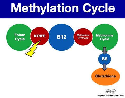 Methylation (MTHFR) And Detoxification Programs • OC Integrative Medicine