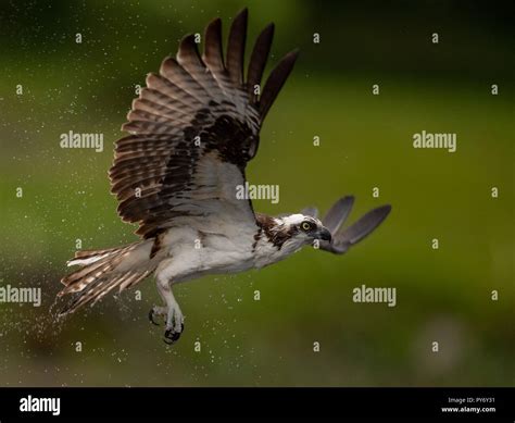 Osprey in Florida Stock Photo - Alamy