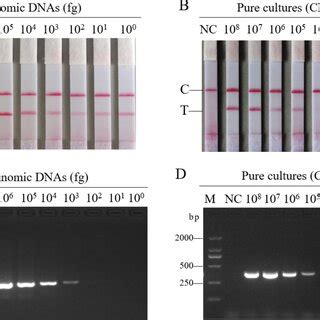 Optimization Of Conditions For The Detection Of V Parahaemolyticus By