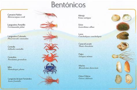 Tipos De Fondos Marinos Y Peces Que Los Habitan Espesca