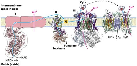 Oxidative Phosphorylation The Electron Transport Chain Bioc 2580 Introduction To Biochemistry