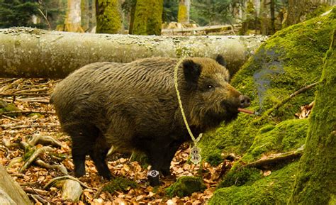 Browning International