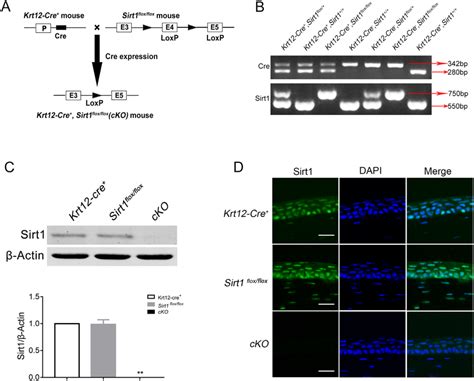 Generation Of Corneal Epithelial Specific Sirt Knockout Mice A