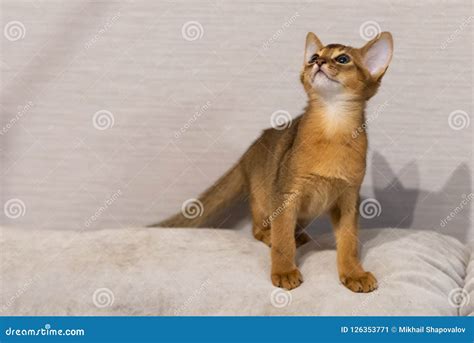 Abyssinian Kitten Ancient Cat Breed Stock Image Image Of Kitten