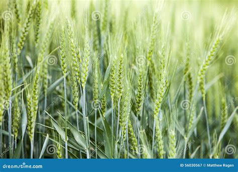 Wheat Kernels Before Harvest Stock Image Image Of Washington Close