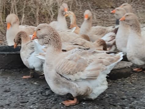 Buff Toulouse Geese Ester Run Farm