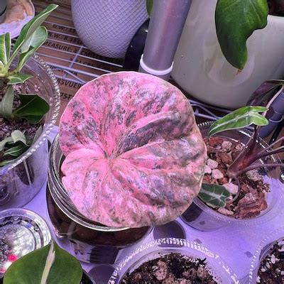 Tradescantia Blossfeldiana Aurea limelight - Etsy