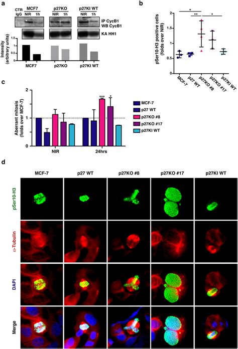 Luminal Breast Cancer Cells KO For P27 Are Radio Resistant And