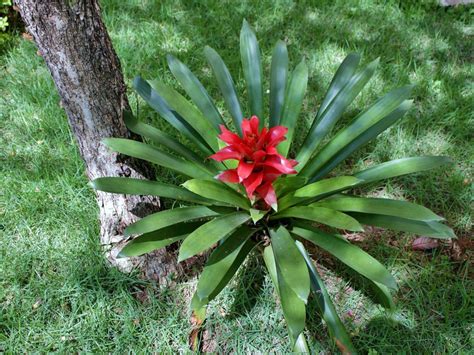 10 Plantas Con Flores Rojas