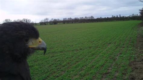 Hunting Rabbit With Female Harris Hawk 1 Youtube