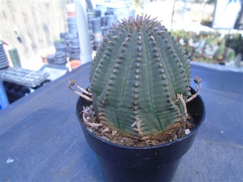 Exact Obesa Basketball Plant Euphorbia Fully Rooted T Each Listing