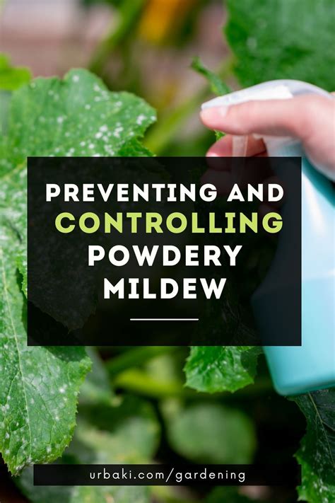 Preventing And Controlling Powdery Mildew Artofit