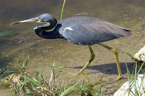 Tricolored Heron Florida Photograph by Bob Savage - Fine Art America