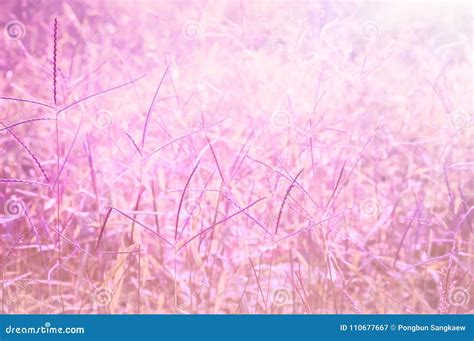 Pink Grass Flower Spring Summer Nature Background Stock Image Image Of Garden Vintage 110677667