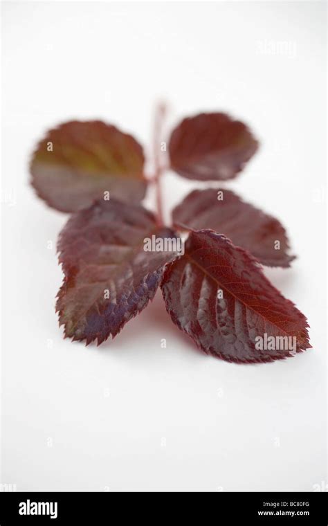 Shiso Cress Hi Res Stock Photography And Images Alamy