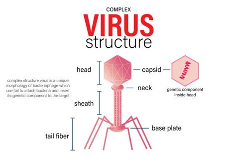 610+ Virus Phage Stock Illustrations, Royalty-Free Vector Graphics & Clip Art - iStock