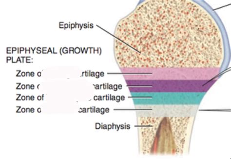 Chapter Bones Matching Layers For Bone Growth Diagram Quizlet