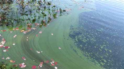 Cyanobacteria Warnings On The Rise In Some New Hampshire Lakes Ponds