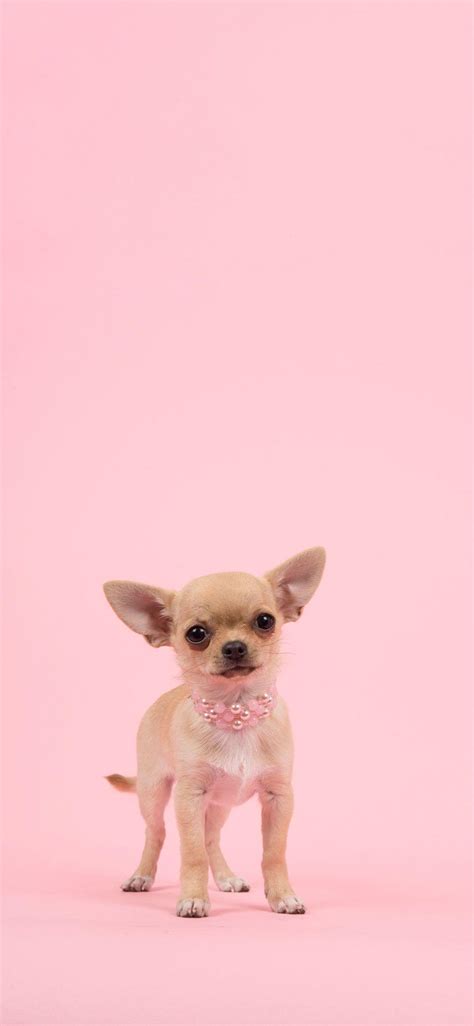 Pink Dog Wallpapers - Top Free Pink Dog Backgrounds - WallpaperAccess