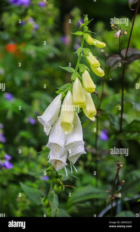 The Cream Or White Flowers Of A Foxglove Plant Digitalis Purpurea F