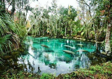 Florida springs – Artofit