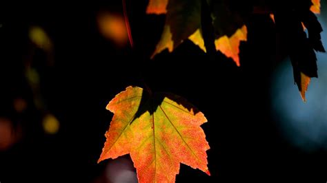 Wisconsin fall colors map: Milwaukee area counties slowest to change