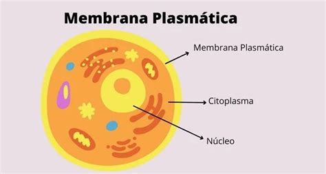 Membrana plasmática