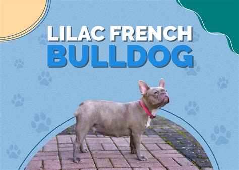 Lilac French Bulldog (Isabella Frenchie): Info, Pictures, Traits ...