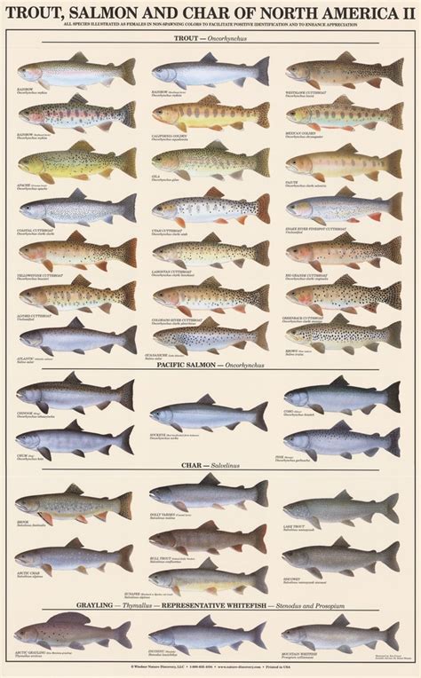 Fish Poster Trout Salmon And Char Identification Chart Females