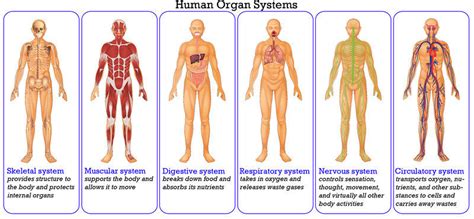 7th Grade Body Systems 7th 8th Grade Quiz Quizizz