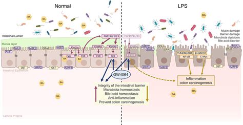 Figure 1 From Farnesoid X Receptor Agonist GW4064 Protects