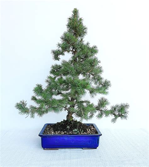 Bonsai Di Abete Cm Abies Albertiana Conica