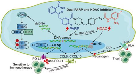 Parp 和 Hdac 的新型双重抑制剂在三阴性乳腺癌中诱导瘤内 Sting 介导的抗肿瘤免疫cell Death And Disease X Mol