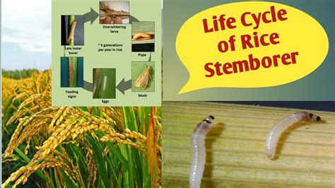 Life Cycle Of Rice Stemborer Explorer101 Youtube